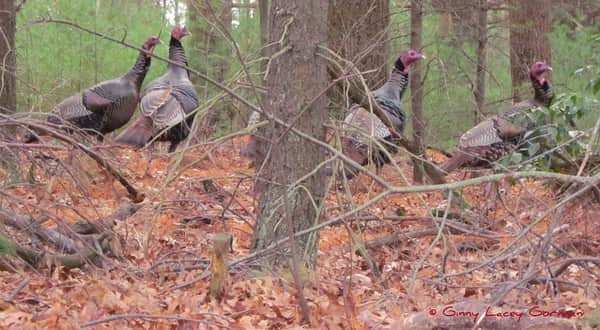 2012 Marks 25 Years of Wild Turkey Hunting in Ontario