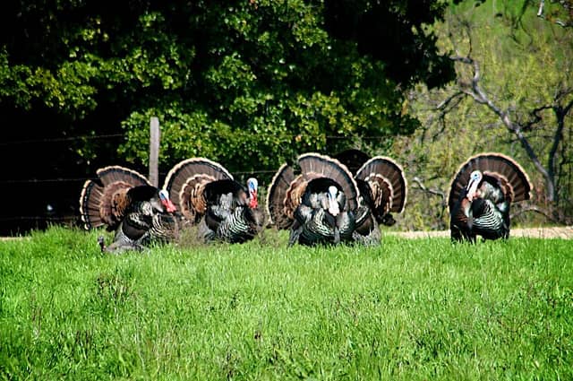 Pennsylvania Gets Closer to All-Day Hunting for Every Turkey Season