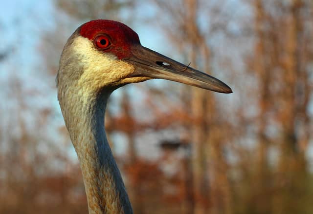 Proposed Colorado Sandhill Crane Hunting Season Faces Opposition