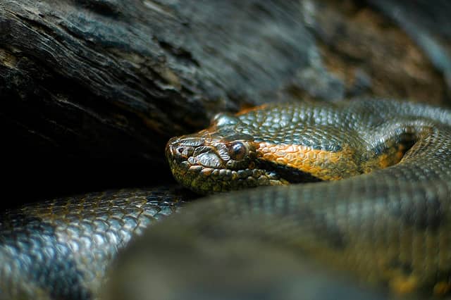 Video: Anaconda vs. Human