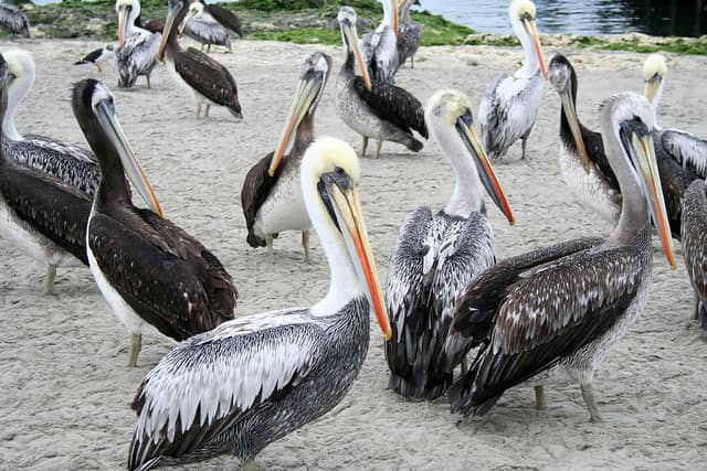 Mysterious Marine and Coastal Bird Deaths in Peru Stump Scientists