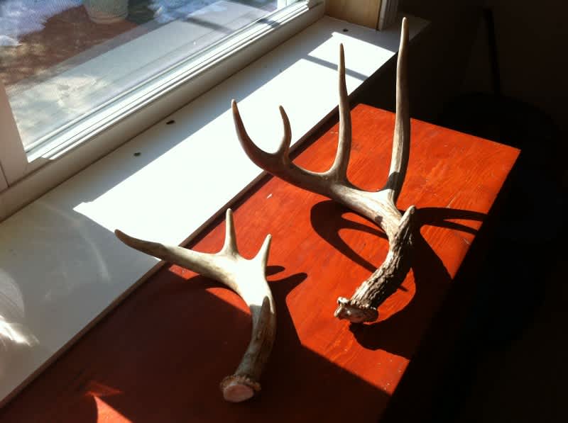 The Truth About Shed Antler Hunting in Michigan: Laws and Regulations