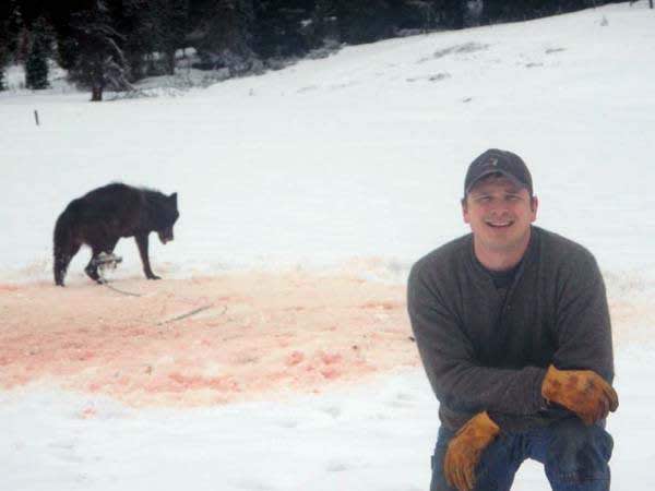 Image of Trapped Wolf Causing Controversy in the Outdoor Community and Beyond