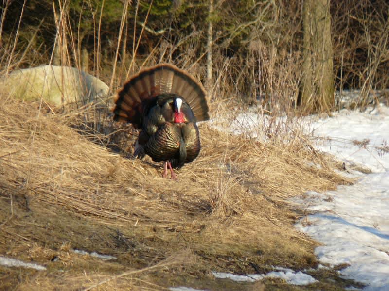 Vermont’s Spring Turkey Hunting Starts Soon