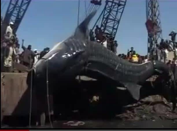 Video of Gargantuan Whale Shark Caught in Pakistan