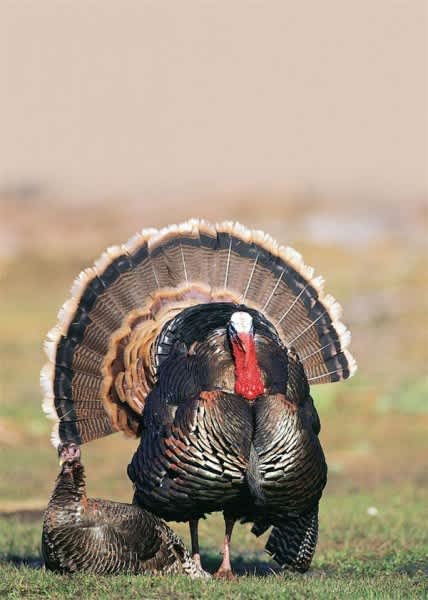 Yamaha Outdoors Tip of the Week: Sit Between the Gobbler and the Hens
