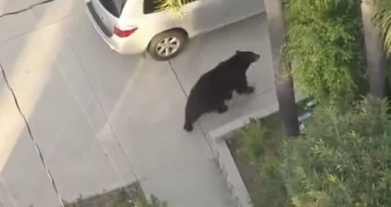 Video: California Man Walks Into Bear While Texting