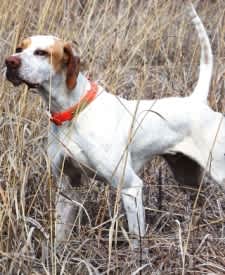 Calling All Bird Dogs for Iowa Pheasants Forever’s 2nd Annual Spring Fun Trial