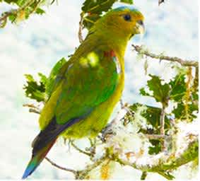 Colombian Reserve to Double in Size, Aiding Critically Endangered Parrot