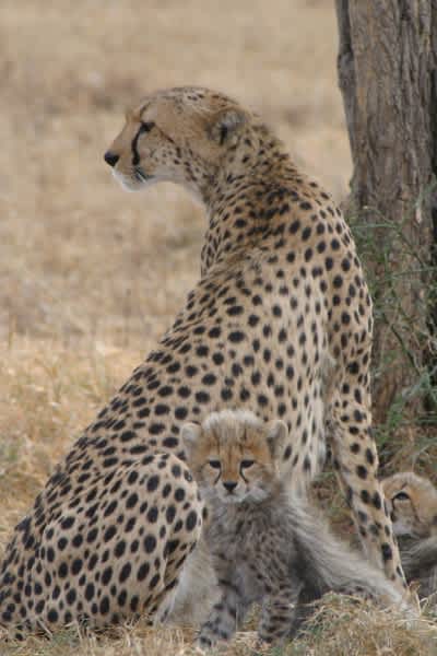 Ethiopia’s Cheetahs, Wild Dogs, and Lions Get National Action Plans