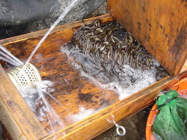 Elvers are in the Building: Fishermen Hauling in $2,000 a Pound for Eel in Maine