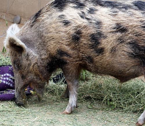 Enforcement of Invasive Species Order on Michigan Swine Begins