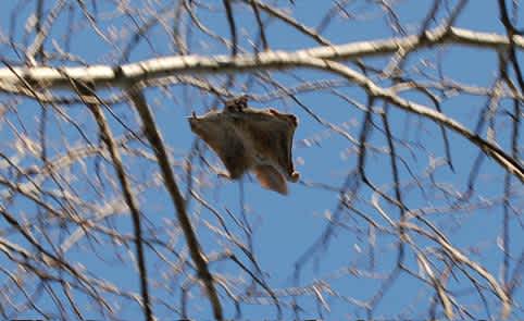 North Carolina Wildlife Diversity Biologist Wins Award for Work with Flying Squirrels
