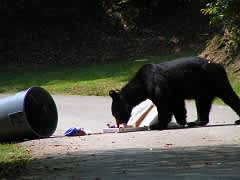 A Reminder from Kentucky Department of Fish and Wildlife Resources, Don’t Feed Bears