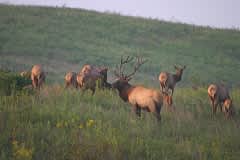Deadline to Apply for a Kentucky Elk Hunt is Apr. 30