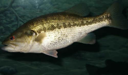 Catching Largemouth Bass with Shaw Grigsby