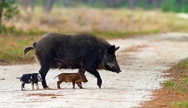 Enforcement of Michigan Ruling on Feral Swine Begins with Lawsuit Against Hunting Ranch