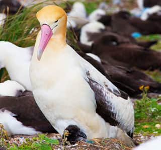 Rare Albatross Potentially Colonizing Hawai’i