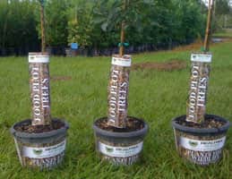 Realtree Nursery Food Plot Trees Now Available at Wal-Mart