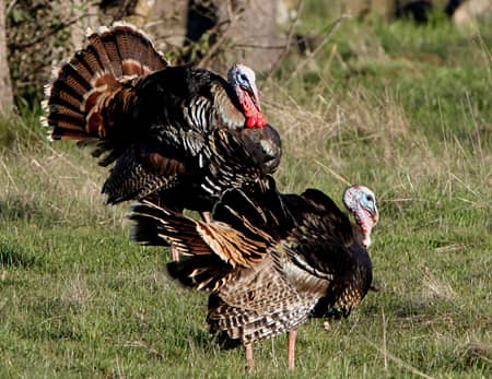 Arizonans Learn Outdoor Skills; Connect with Nature; Outsmart a Wild Turkey