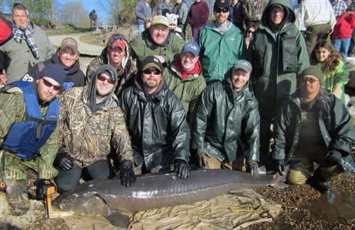 Wisconsin DNR Tags 240 Pound Sturgeon; Possibly 125 Years Old