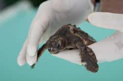 Tiny Sea Turtle Arrives at Mote’s Hospital