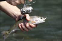 Arkansas’ Great Cotter Trout Festival Begins May 4
