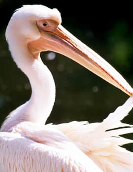 10,000 Birds Die as “Everglades of West” Dries, Spreads Disease