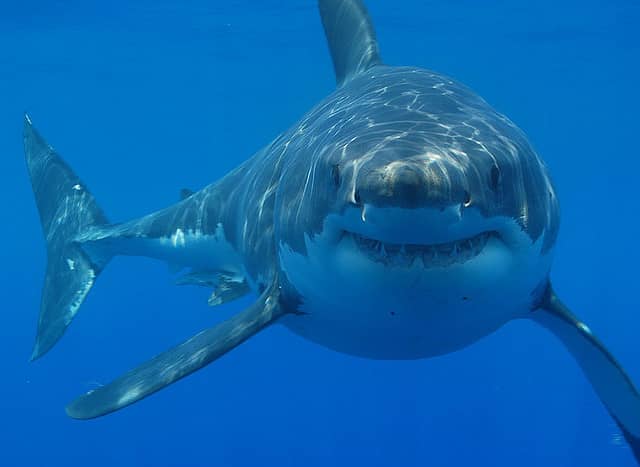 Encounter with Great White Shark Prompts Warnings in California