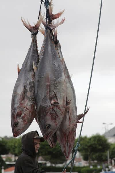 Bluefin Tuna Carrying Radiation from Japan to California