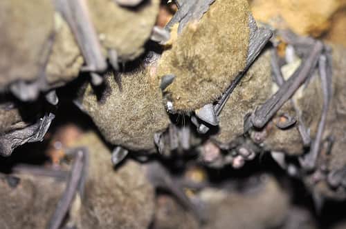 White-nose Syndrome Confirmed in Federally Endangered Gray Bats