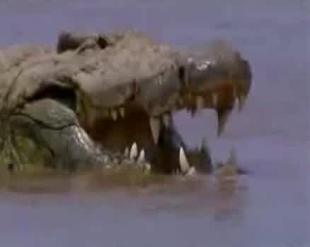Video of the Largest Crocodile Ever Recorded
