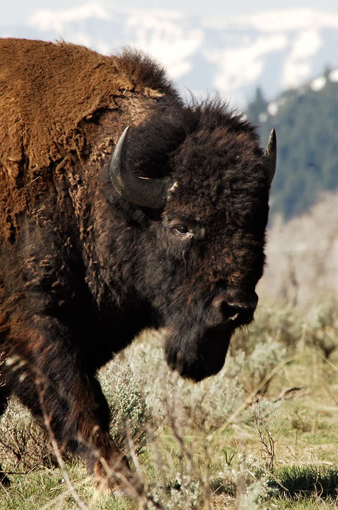 Coalition Launches Campaign to Make North American Bison the National Mammal of the United States