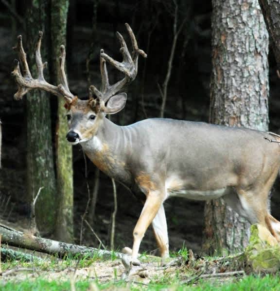 Now’s the Time to Find a Big Deer to Take in the Fall