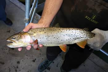 See Cutthroat Trout at Utah’s Strawberry Reservoir