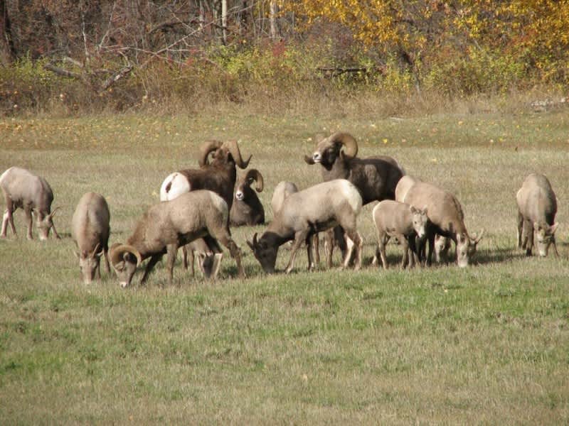 Montana’s Thompson Falls Bighorn Sheep Herd Continues to Decline