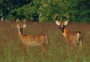 Population Models Help Biologists Manage Deer Herds in Kentucky