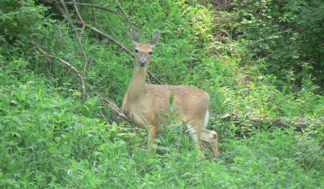 Arkansas GFC Lists Opening Dates for 2013 Deer Hunting