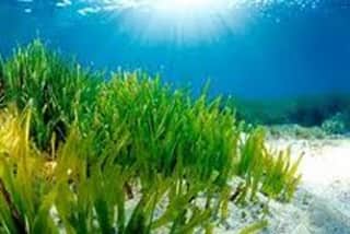 Study: Seagrass Works as Effective Carbon Sink