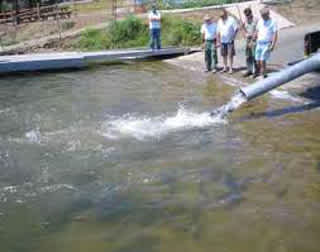 Fish Planting: An Important Way to Attract New Fishermen