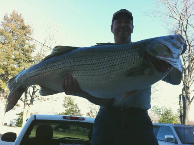 Scale-Shattering Arkansas Striped Bass: Not a State Record but Possibly Worth $1 Million