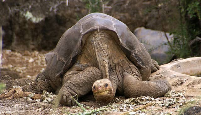 100 Year-old Giant Tortoise “Lonesome George” Dies in His Prime