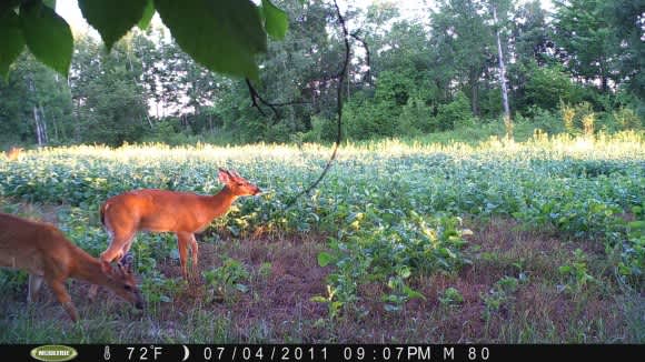 5 Tips to Get the Most Out of Your Trail Cameras