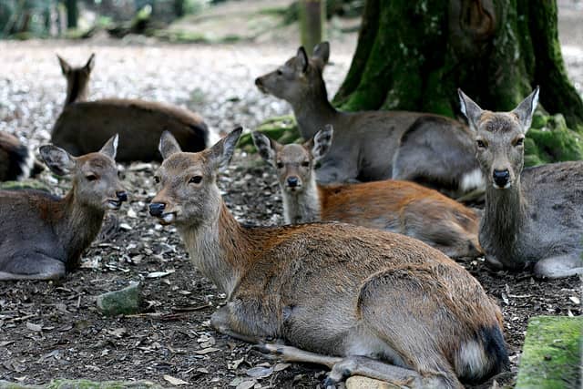 Japan Considers Introducing Foreign Wolves to Cull Nuisance Deer