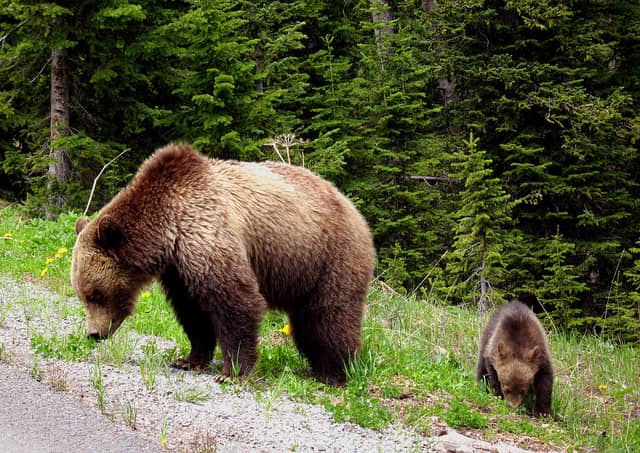 Grizzly Bear That Killed 70 Sheep in Two Weeks Captured