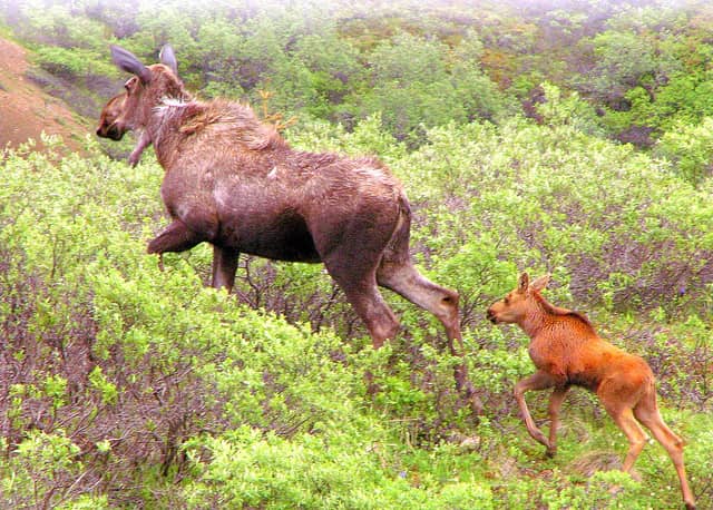 Maine Moose Population Doubles over the Past Decade