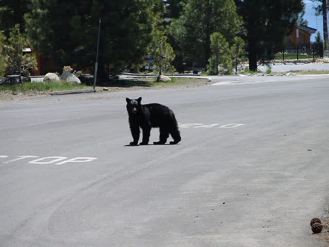 Biologists Target Bear that Wandered into School for Radio Collar Study