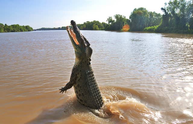 Video: Real-life Crocodile Dundee Takes the BBC Crocodile Hunting
