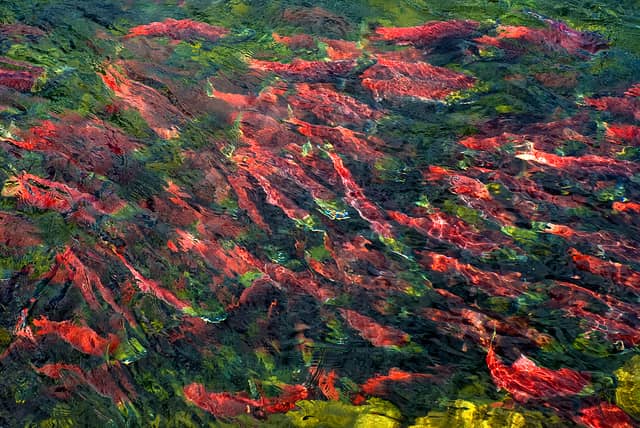 Record Number of Sockeye Salmon Return to the Northwest