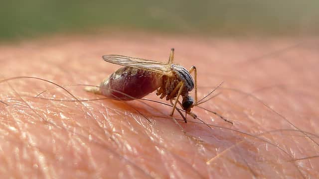 Scientists Genetically Engineer Mosquitoes That Can’t Transmit Malaria